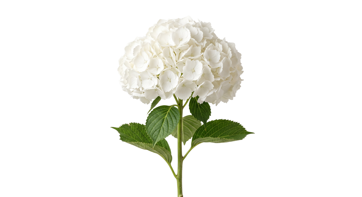 White Hydrangea