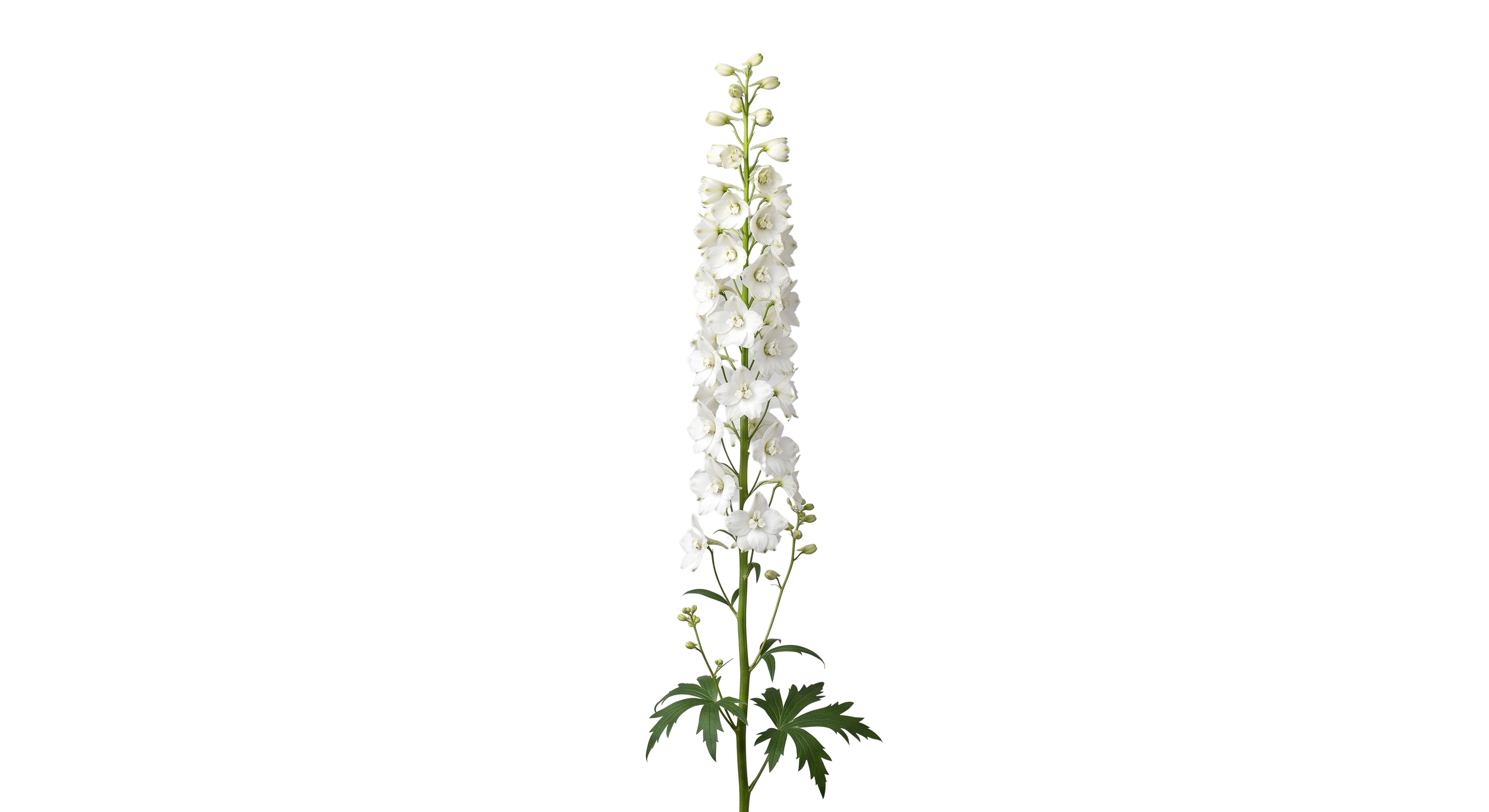 White Delphinium