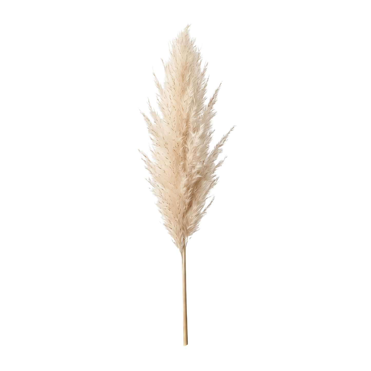 Pampas Grass