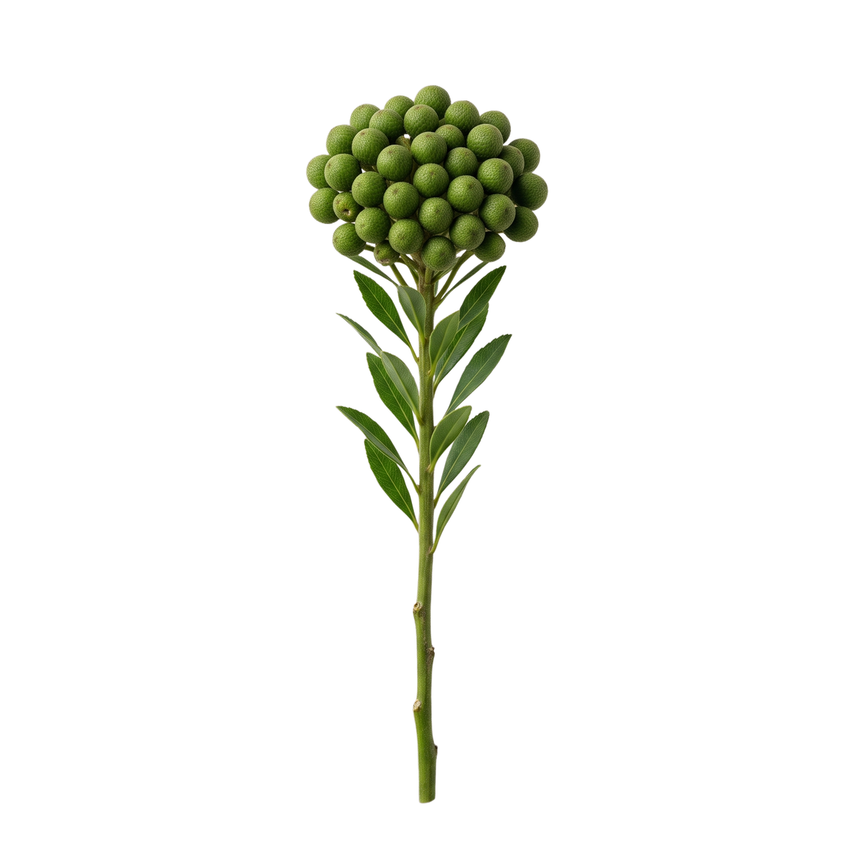 Green Brunia Berries