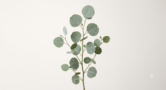 Silver Dollar Eucalyptus
