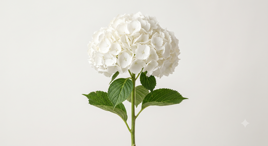 White Hydrangea