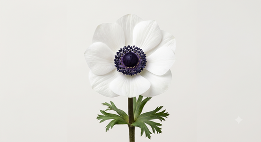White Anemone