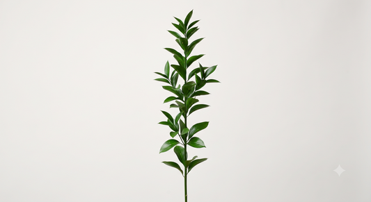 Italian Ruscus