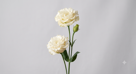 Cream Lisianthus