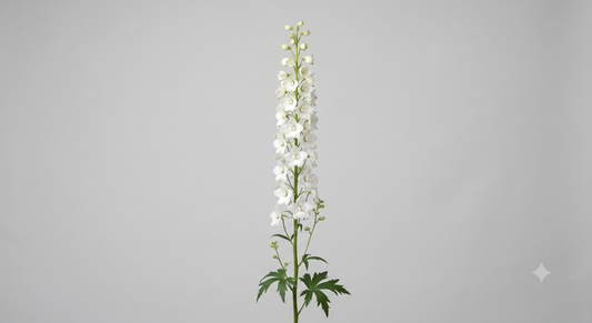 White Delphinium