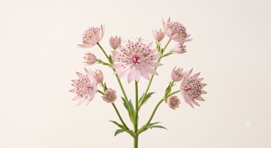 Astrantia