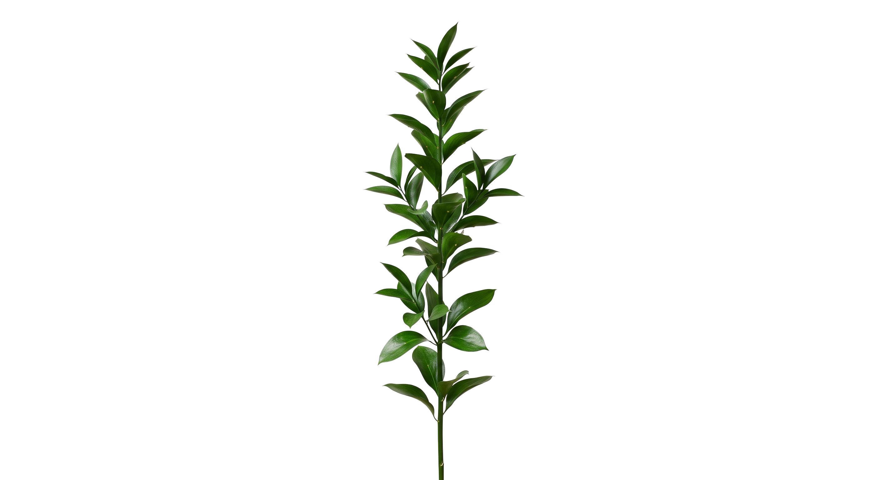 Italian Ruscus