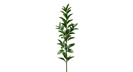 Italian Ruscus
