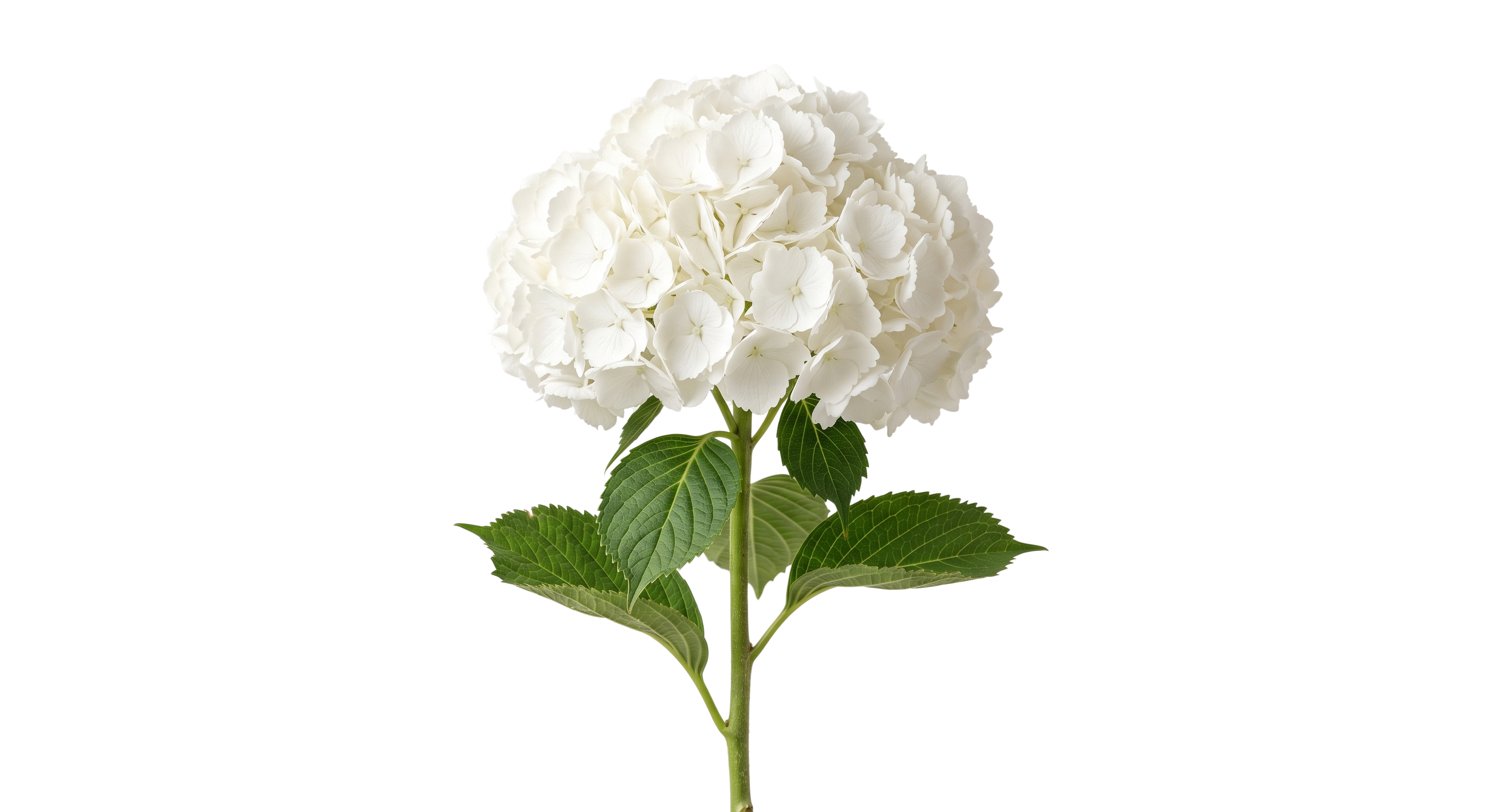 White Hydrangea