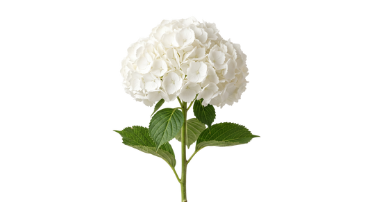 White Hydrangea