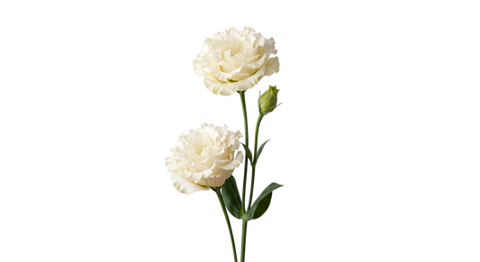 Cream Lisianthus