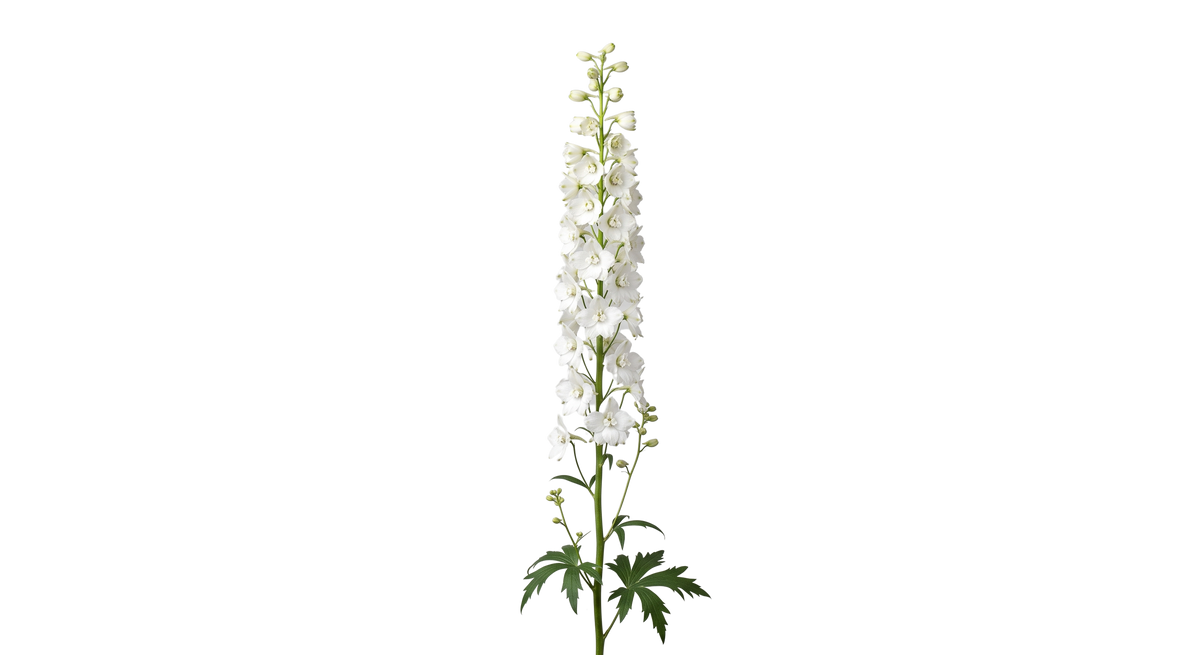 White Delphinium