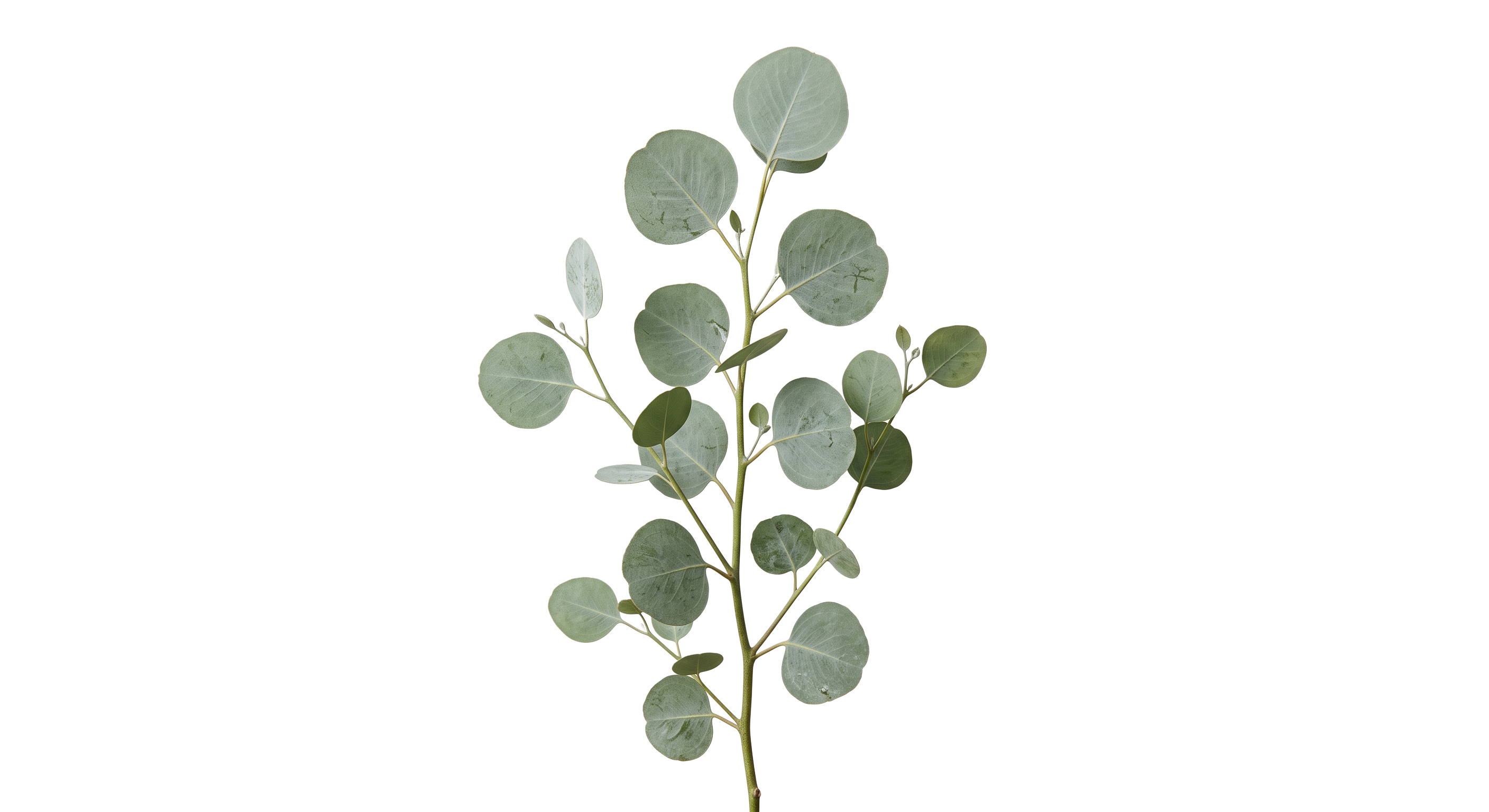 Silver Dollar Eucalyptus