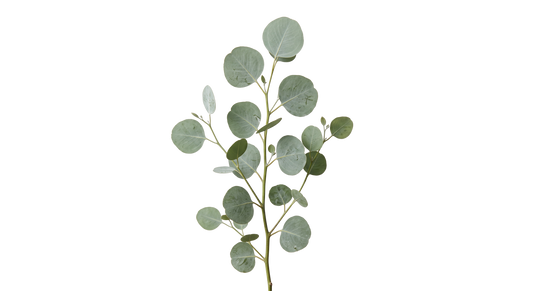 Silver Dollar Eucalyptus