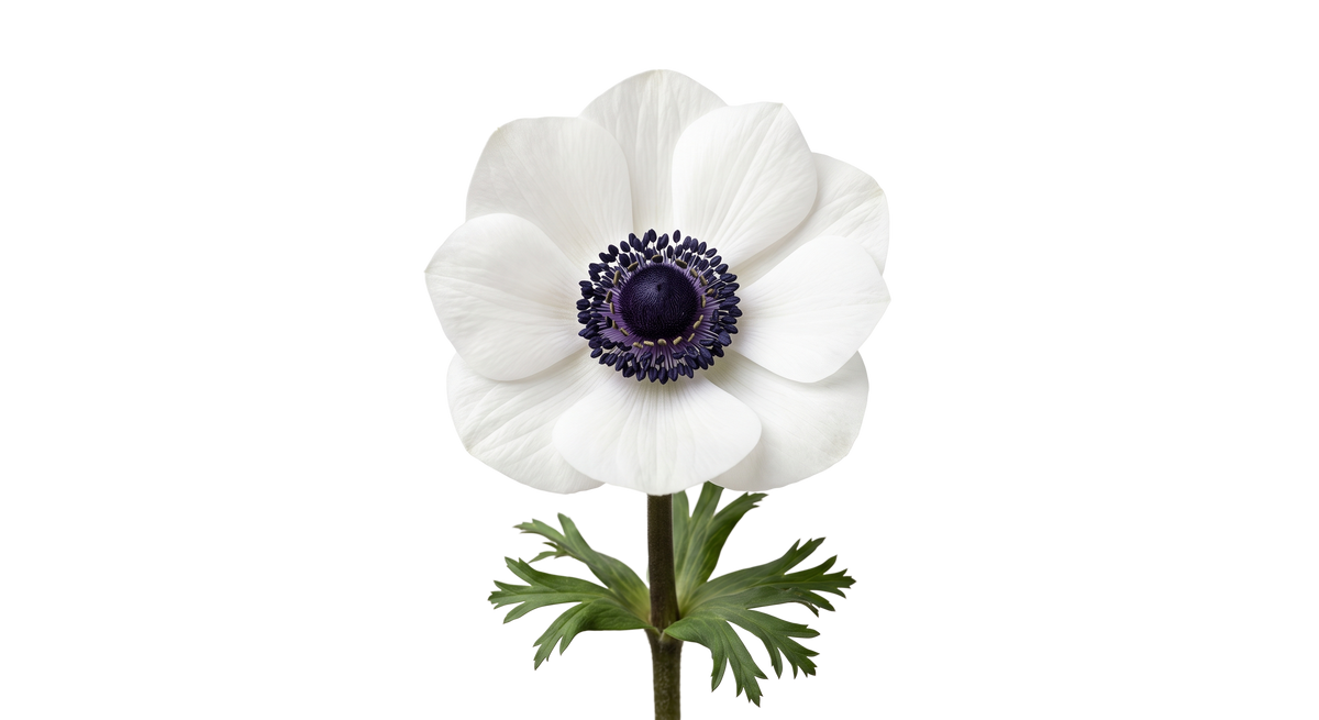 White Anemone