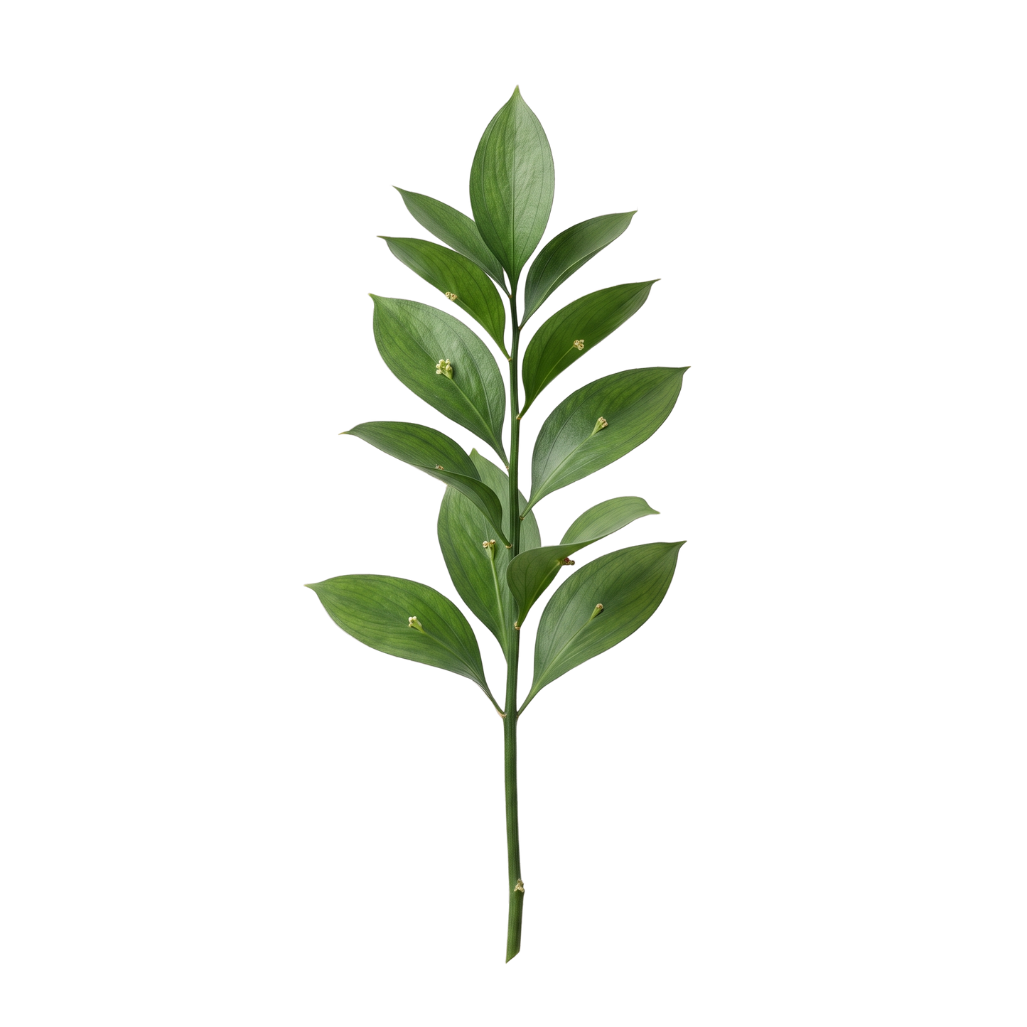 Italian Ruscus