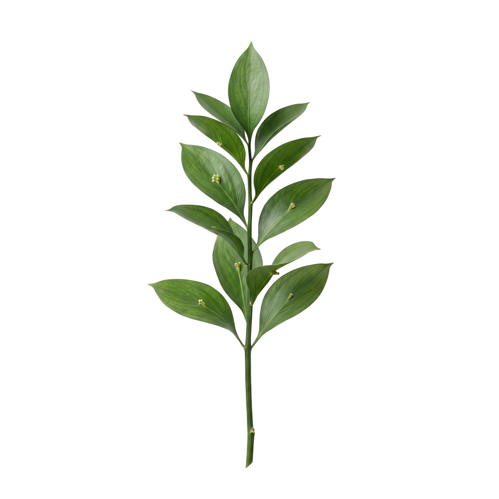 Italian Ruscus