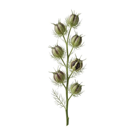 Nigella Seed Pods (Love-in-a-Mist)