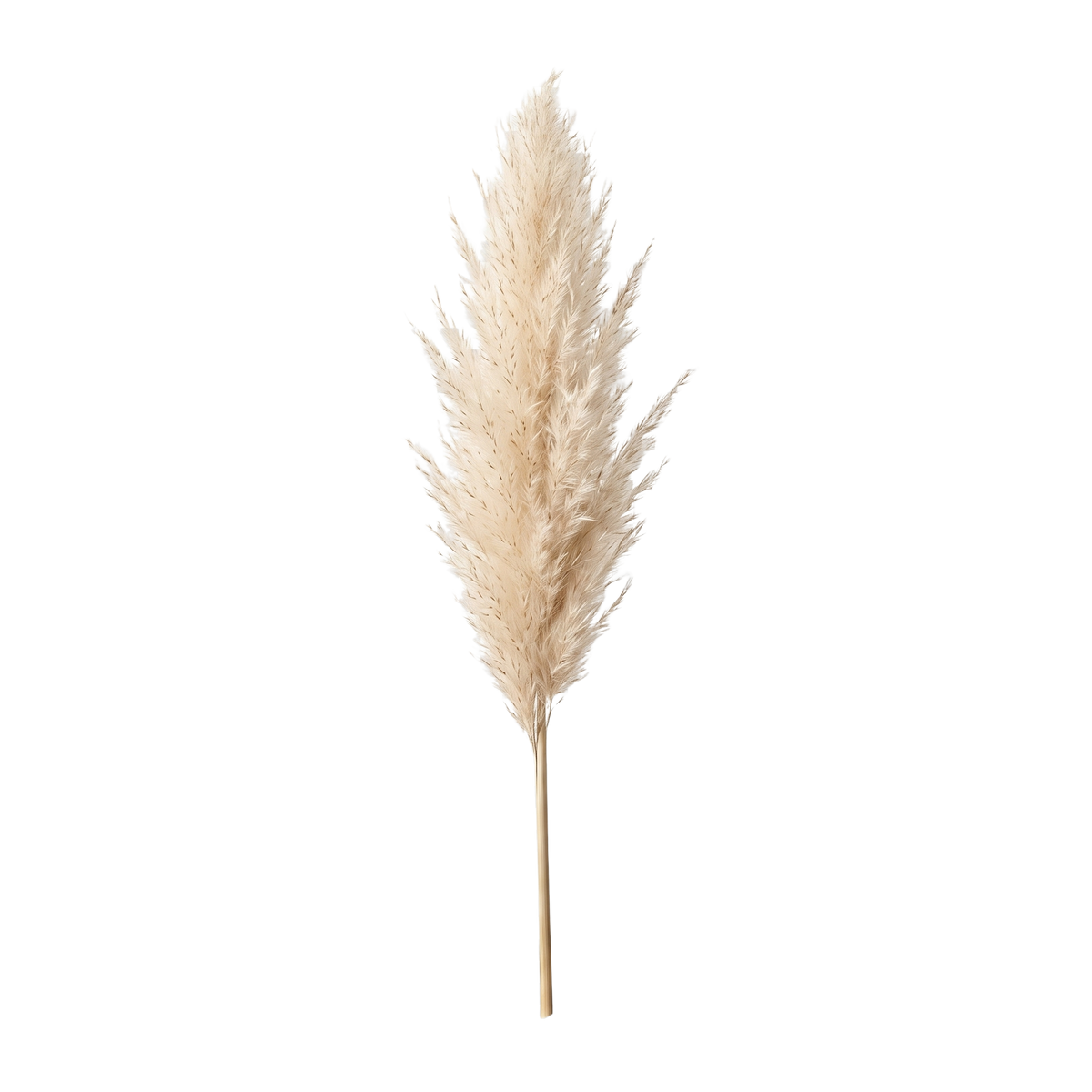 Pampas Grass