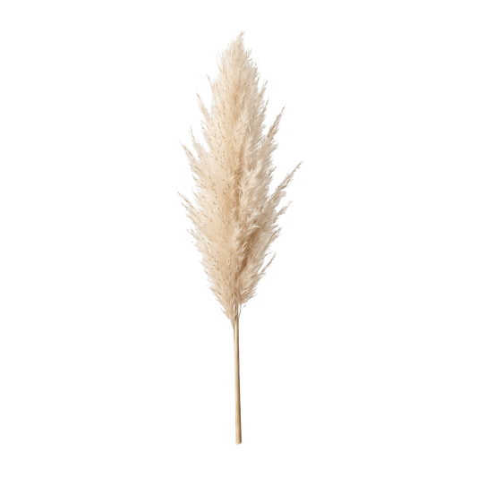 Pampas Grass