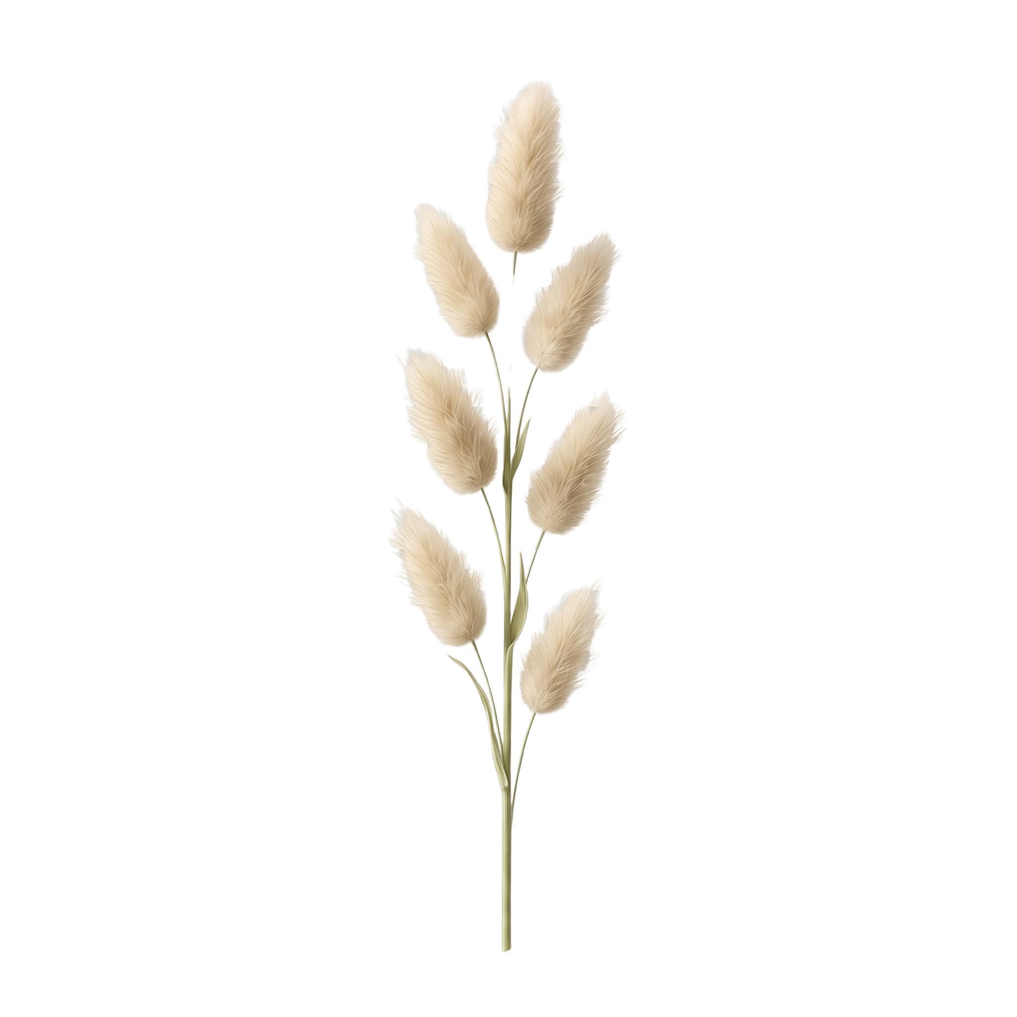 Bunny Tails (Lagurus)