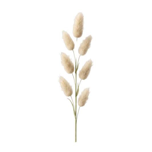 Bunny Tails (Lagurus)