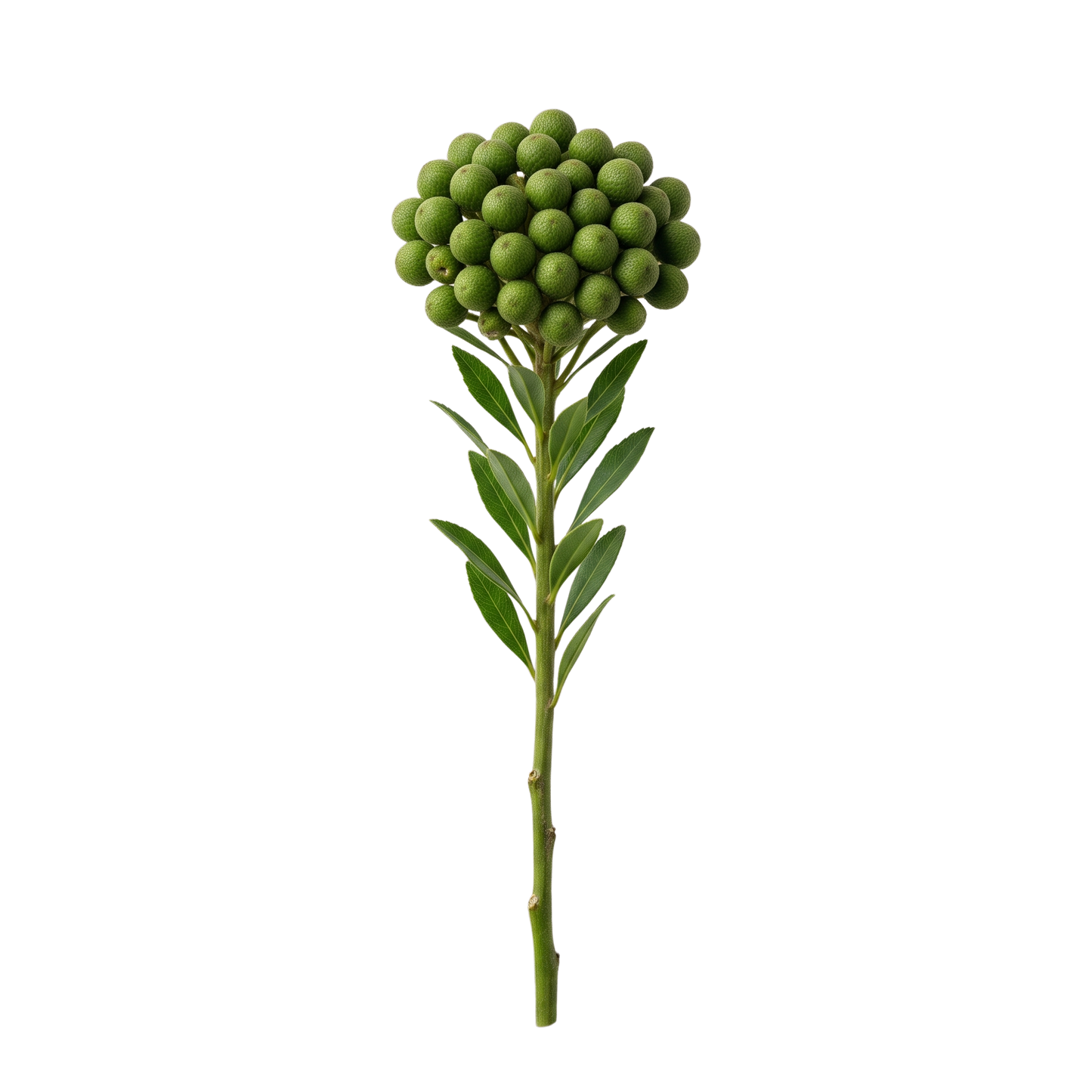Green Brunia Berries