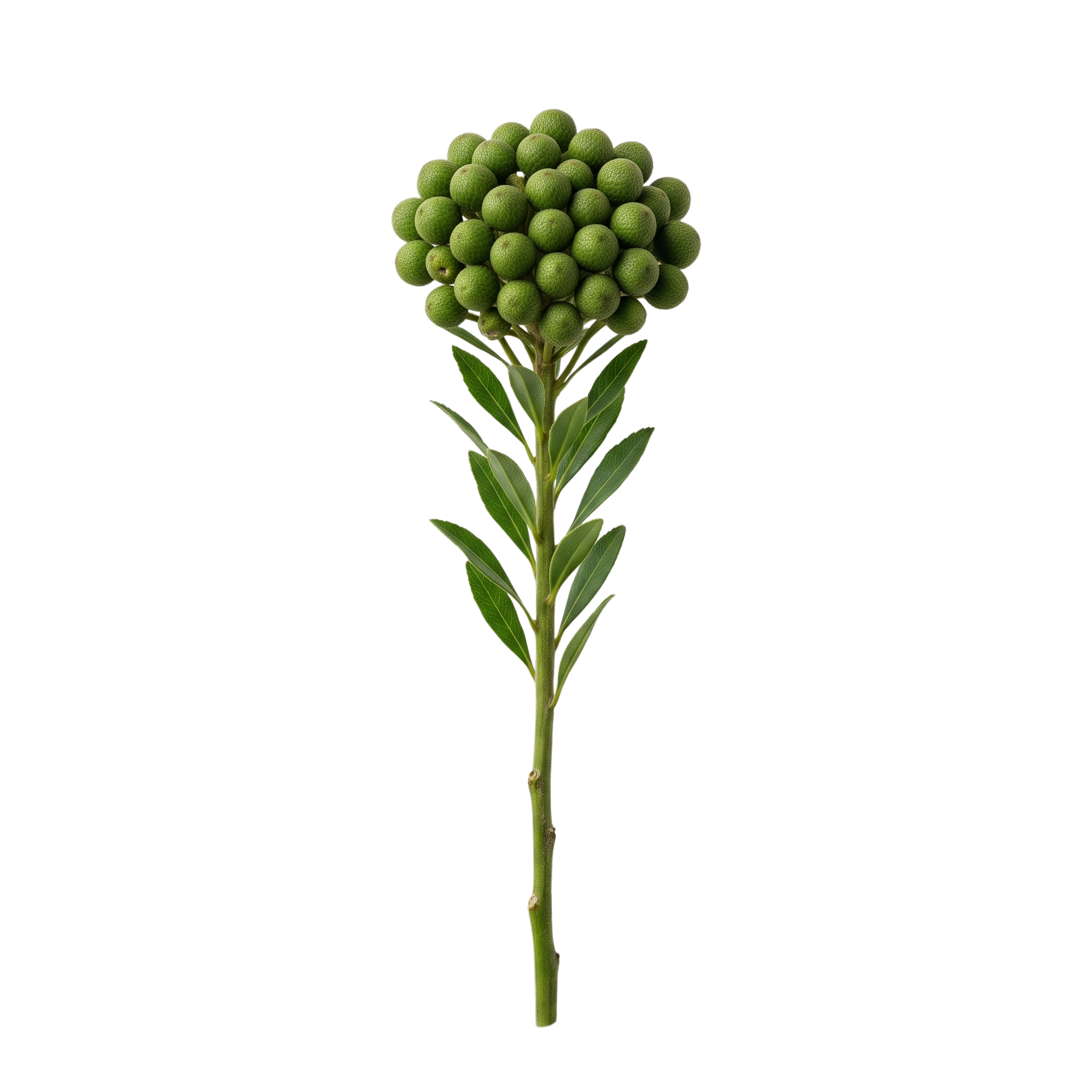 Green Brunia Berries