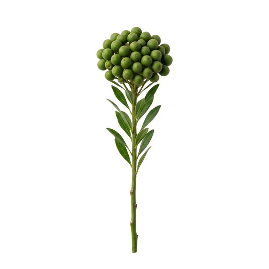 Green Brunia Berries