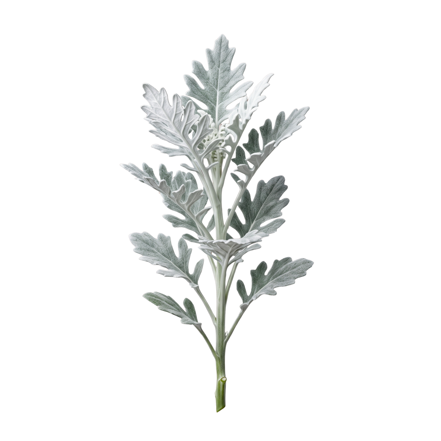 Dusty Miller