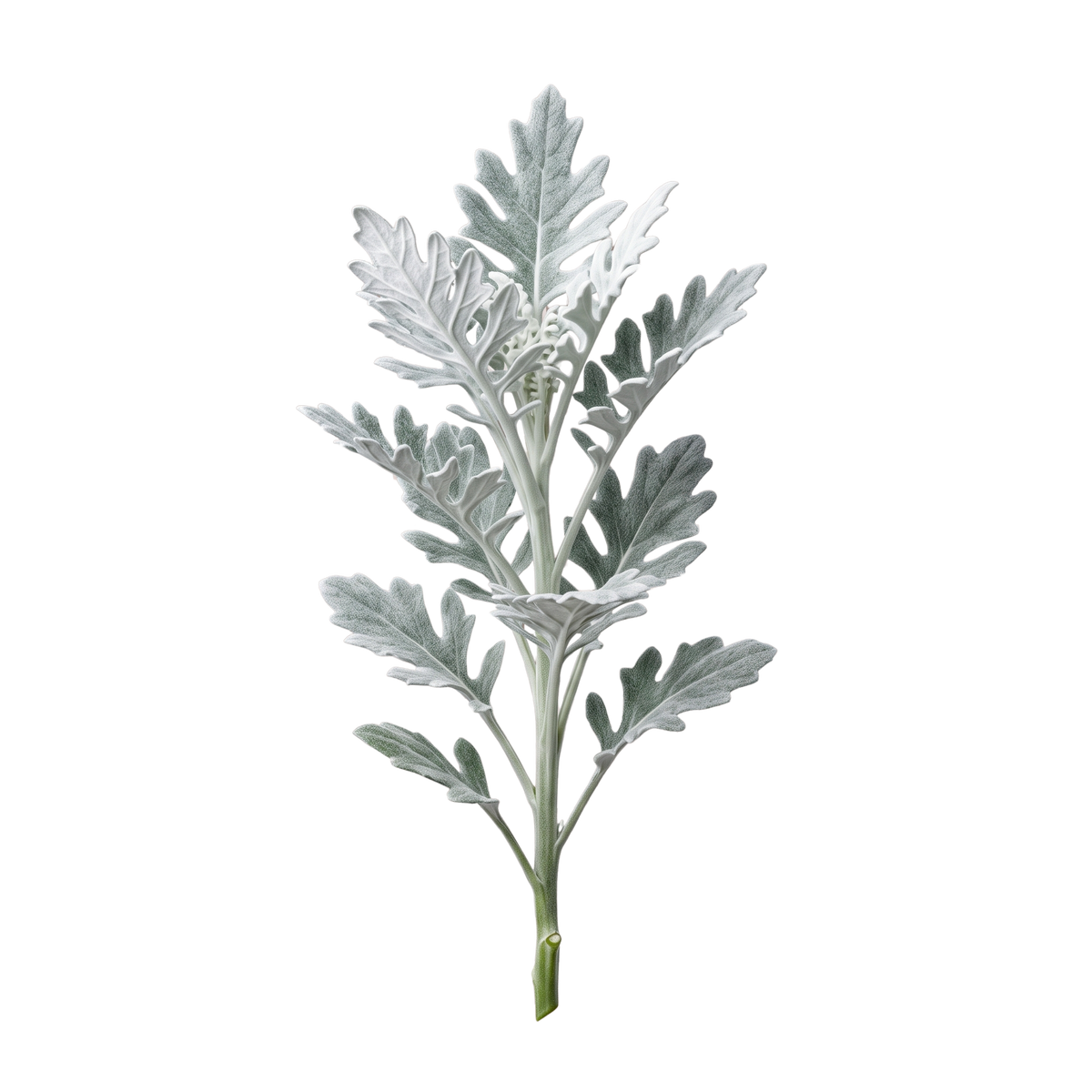 Dusty Miller