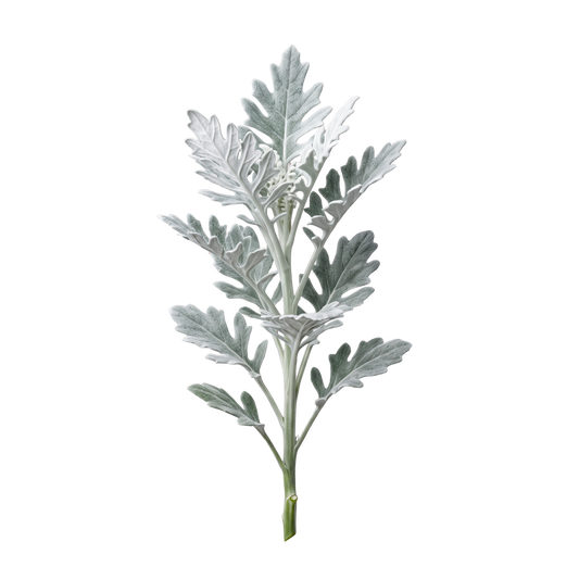 Dusty Miller