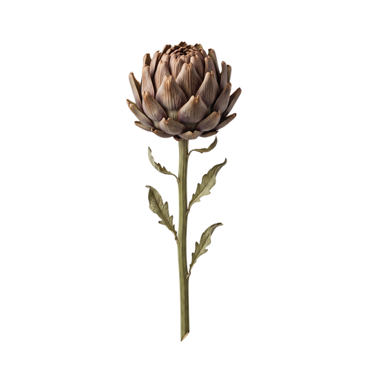 Dried Artichoke Stem