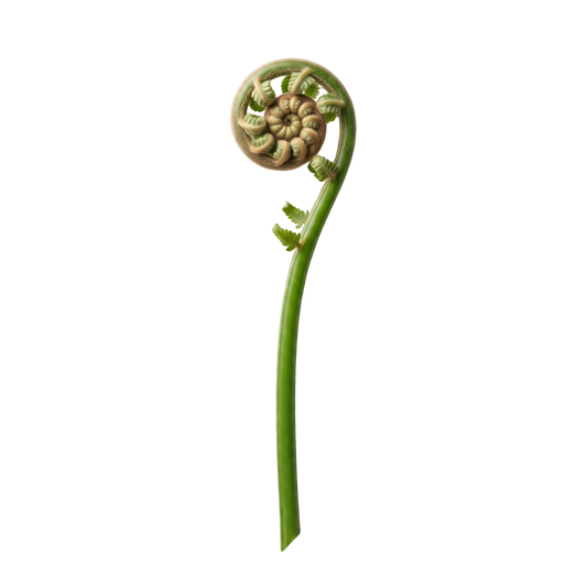 Fiddlehead Fern