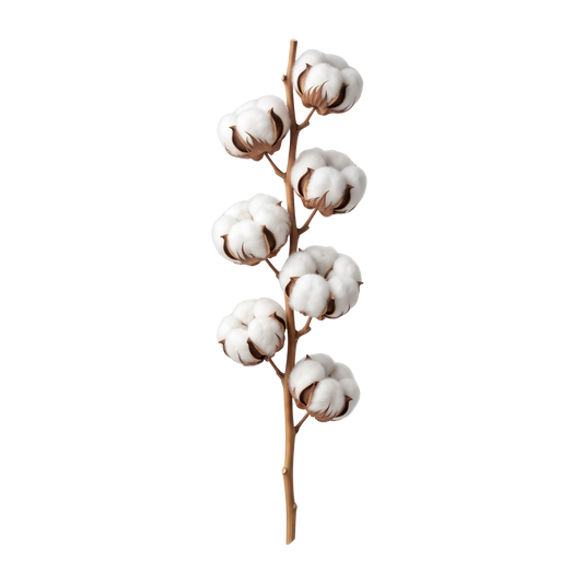 Cotton Stem