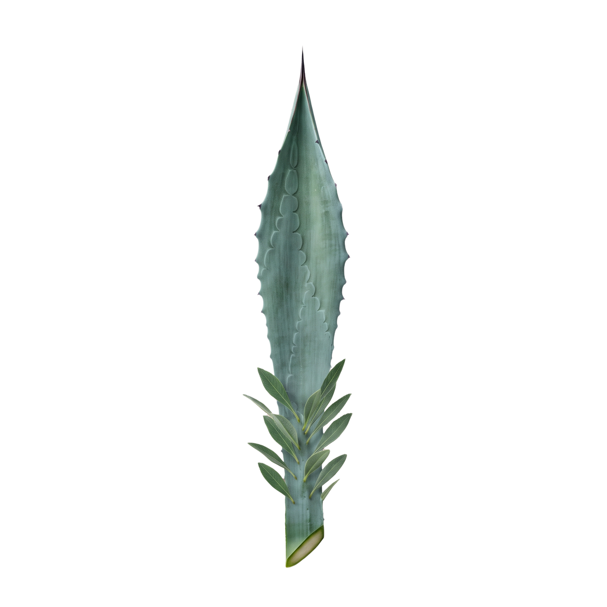 Agave Leaf
