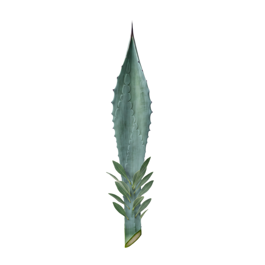 Agave Leaf