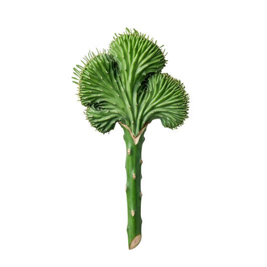 Crested Euphorbia / Cactus Branch