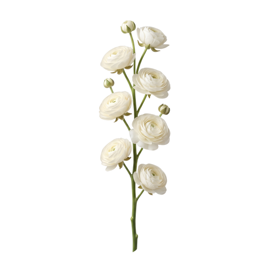 White / Cream Ranunculus