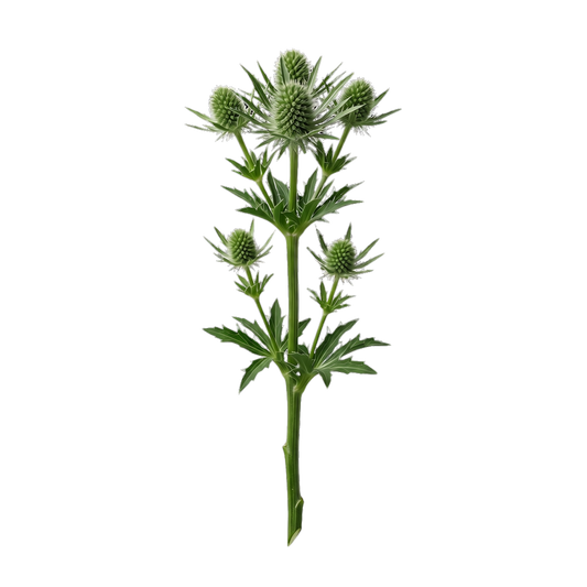 Sea Holly (Eryngium / Thistle)